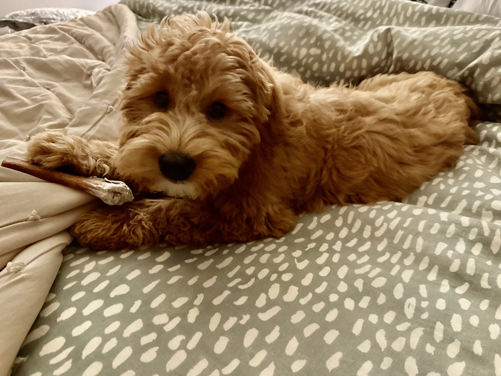 Winston the dog